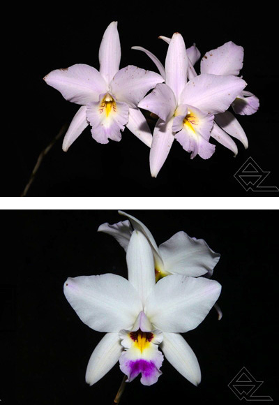 Laelia anceps (vestalis ‘Figment’ AM/AOS x semi-alba ‘SanBar Snow Queen’)